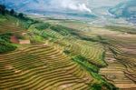 Close Up Rice Fields On Terraced Of Yellow Green Rice Field Landscape Stock Photo