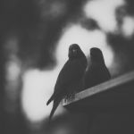 Rainbow Lorikeet Stock Photo