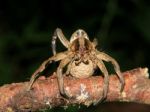 Spider Carrying Eggs - Lycosa Erythrognatha Stock Photo