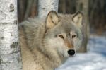 Lone Gray Wolf Stock Photo