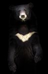 Asiatic Black Bear Stock Photo