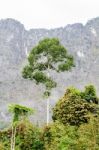 Tall Trees In The Forest Stock Photo