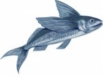 Flying Fish Drawing Stock Photo