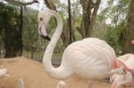 Portrait Of A Flamingo Stock Photo