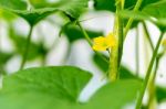 Watermelon Flower With Young Watermelon Stock Photo