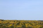 Landscape With Ulex Densus Shrubs Stock Photo