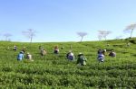 Dalat, Vietnam, July 30, 2016: A Group Of Farmers Picking Tea On A Summer Afternoon In Cau Dat Tea Plantation, Da Lat, Vietnam Stock Photo