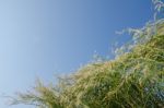 
Flowers
Waving Wind Blows Thee In The Daytime Sun, Flowers And Stock Photo