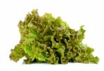 Lettuce Isolated On The White Background Stock Photo