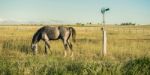 Horse In The Countryside Stock Photo