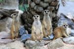 Meerkats Family Standing Alert Stock Photo