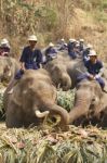 Elephants Joyfully On Fruits Buffet Stock Photo