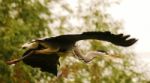 Heron On The Local Park Close Up Fly Past Stock Photo