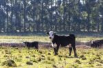 Cows Grazing In The Green Argentine Countryside Stock Photo