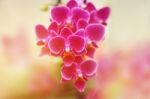 Pink Phalaenopsis Orchid Flowers Stock Photo