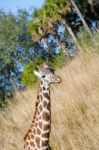 Giraffe (giraffa Camelopardalis) In South Africa Stock Photo