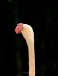 One Flamingo On The  Black  Background Stock Photo