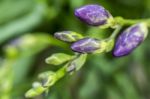 Budding Purple Freesia Stock Photo