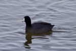 Beautiful Image With Amazing American Coot In The Lake Stock Photo