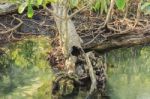 Mangrove Forests Stock Photo