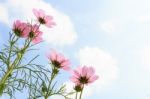 Pink Cosmos And Blank Area At Right Side Stock Photo