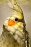 Cockatiel (nymphicus Hollandicus) Stock Photo