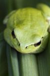 Mediterranean Tree Frog Stock Photo