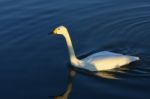 Bewick's Swan Stock Photo