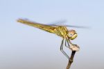 Red-veined Darter Female Stock Photo