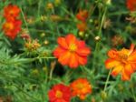 Red Flowers In Meadow Stock Photo