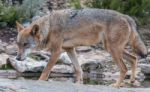 The Iberian Wolf Stock Photo