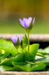 Water Lily With Green Leaves Stock Photo