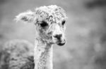 Alpaca In A Field. Black And White  Stock Photo