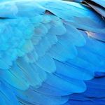 Blue And Gold Macaw Feathers Stock Photo