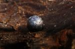 Woodlice Stock Photo