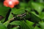 Grasshoper On A Leaf Stock Photo