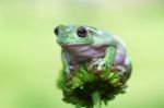 Dumpy Frogs, Dumpy Tree Frogs On Leaves Stock Photo