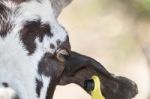 Head Of Brown Goat Stock Photo