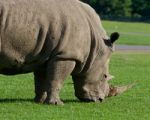 White Rhynoceros On The Green Grass Stock Photo