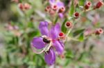 
Purple Wildflowers Born On Stream In The Forest Beautiful Detai Stock Photo