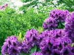 Rhododendron-flowers In The Park Stock Photo