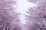 Cherry Blossom With Soft Focus, Sakura Season In Korea,background Stock Photo