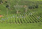 Dalat, Vietnam, July 30, 2016: A Group Of Farmers Picking Tea On A Summer Afternoon In Cau Dat Tea Plantation, Da Lat, Vietnam Stock Photo