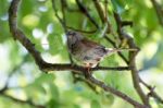 Dunnock In A Pear Tree Stock Photo