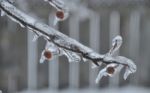 Ice On Branch Stock Photo