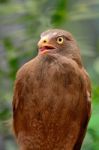 Rufous-winged Buzzard Stock Photo