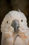 Salmon-crested Cockatoo Stock Photo