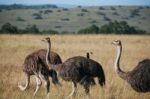 African Ostrich Stock Photo