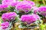 Purple Green Ornamental Cabbage Close Up Stock Photo