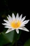 Water Lily Stock Photo